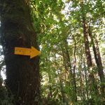 Como es el Camino de Santiago